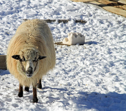 雪中的健康羊