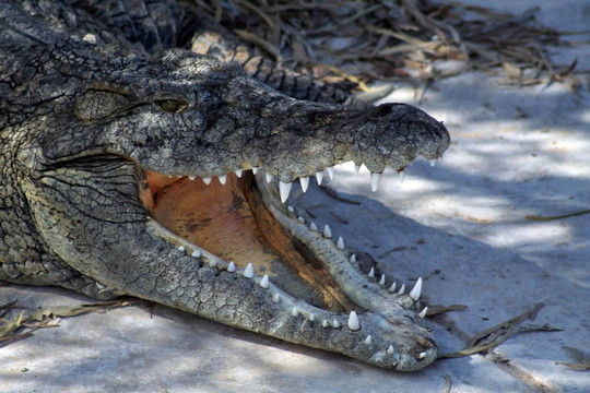crocodille