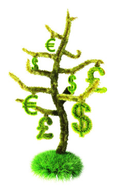 金錢樹