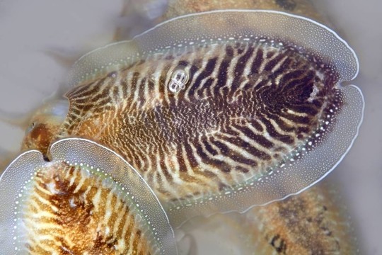Mediterranean魷魚墨魚生