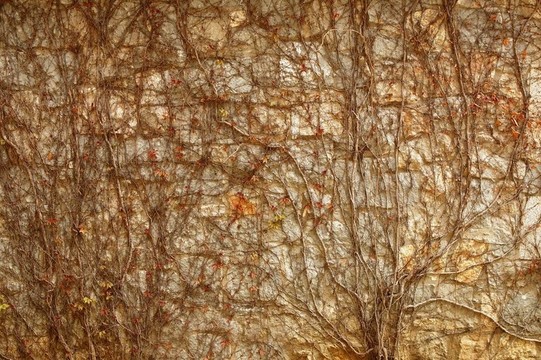 秋季攀爬植物墻面紋理背景