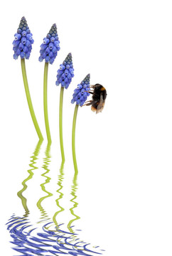 蜜蜂和葡萄風(fēng)信子的花