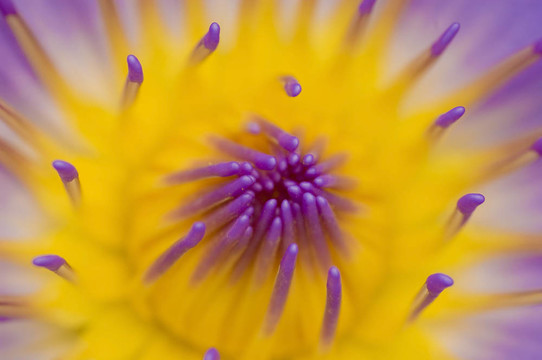 蓮花