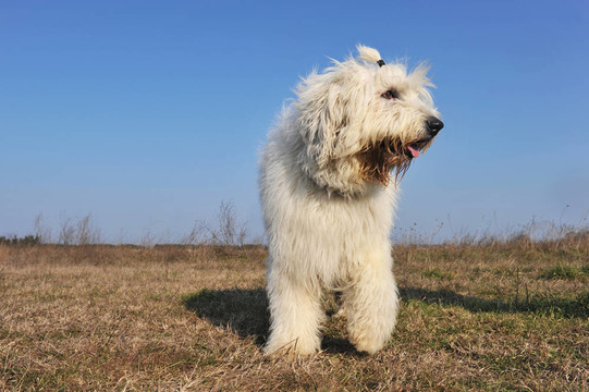 英國古代牧羊犬