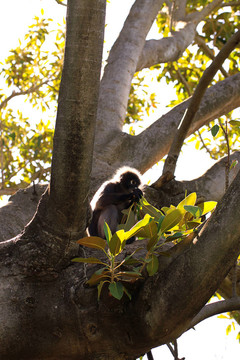 暗色葉猴（Semnopithecus obscurus）背光