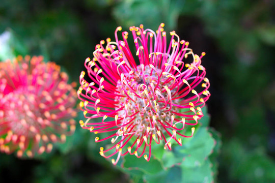 一個hakea -澳大利亞本土花卉從Proteaceae家族flowerhead。