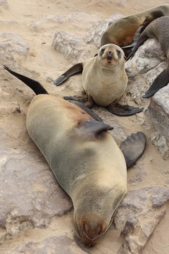 Brown Fur Seals（學(xué)名Arctocephalus pusillus）在十字角；納米比亞