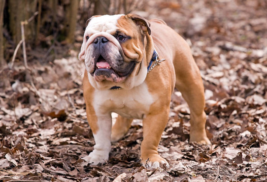 英國斗牛犬