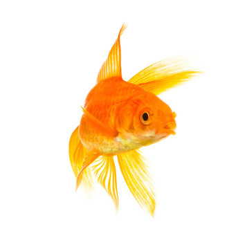 金魚(yú)