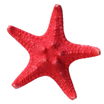 紅海星