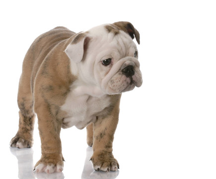 斗牛犬
