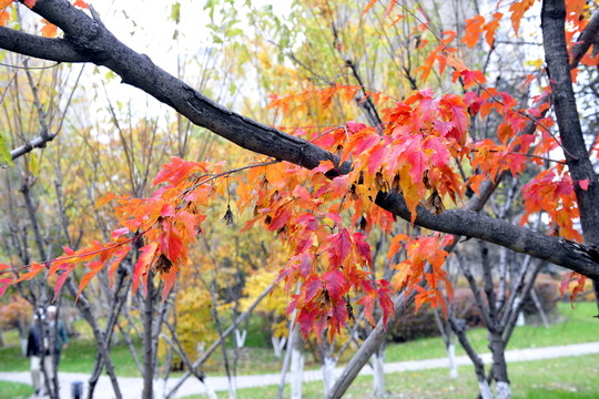 紅葉