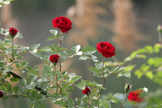 薔薇