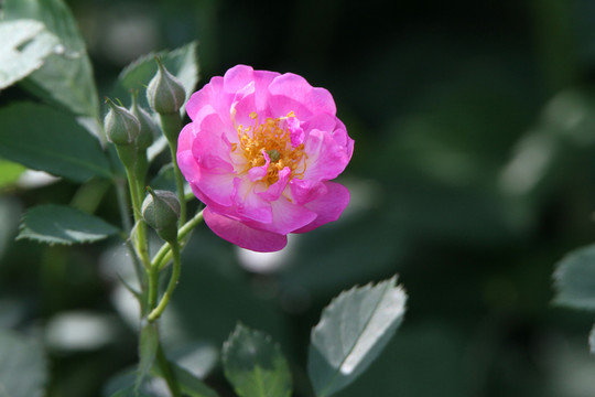 薔薇