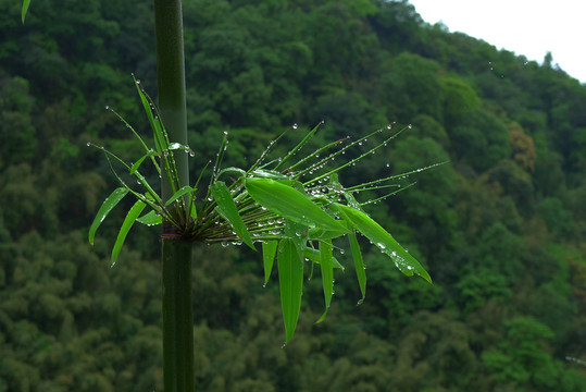 雨后清新的竹葉