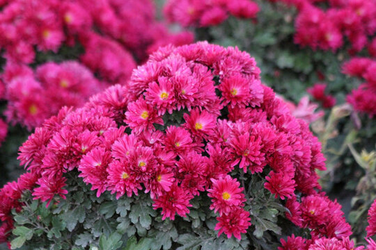 菊花 鮮花 菊展 秋菊