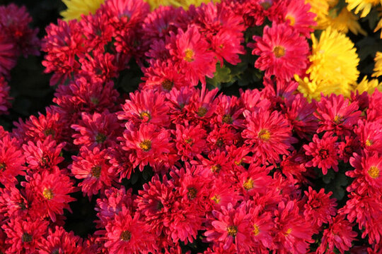 菊花 鮮花