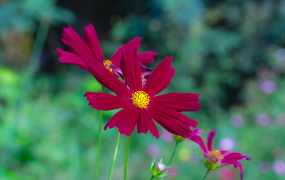 花卉壁紙
