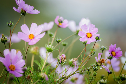 格桑花