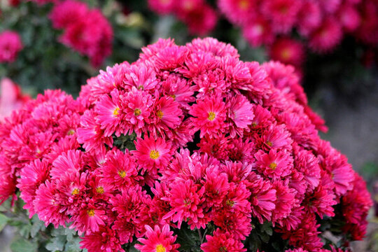 菊花 鮮花 菊展