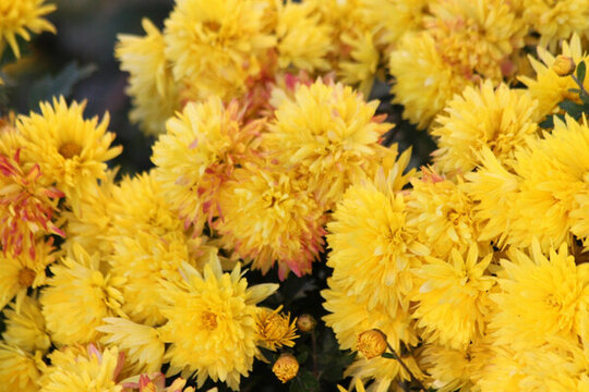 菊花 鮮花 菊展