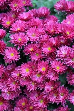 菊花 鮮花 菊展 秋菊 菊花蕾