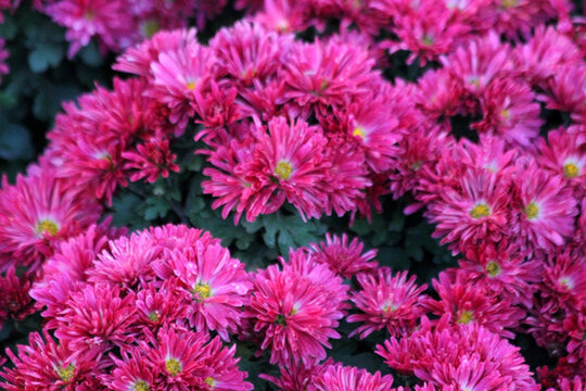菊花 鮮花 菊展
