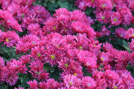 菊花 鮮花 菊