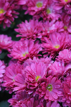 菊花 鮮花 菊展