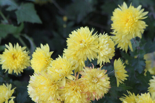 菊花 鮮花 菊展