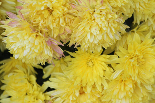 菊花 鮮花 菊展