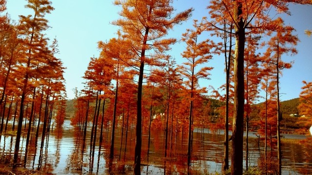 紅樹林