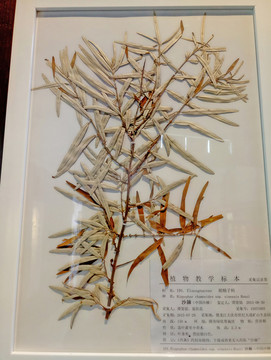 手繪花卉 中草藥 沙棘