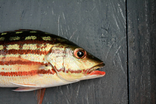 熱帶魚(yú)在木地板