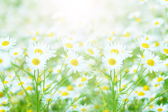 甘菊