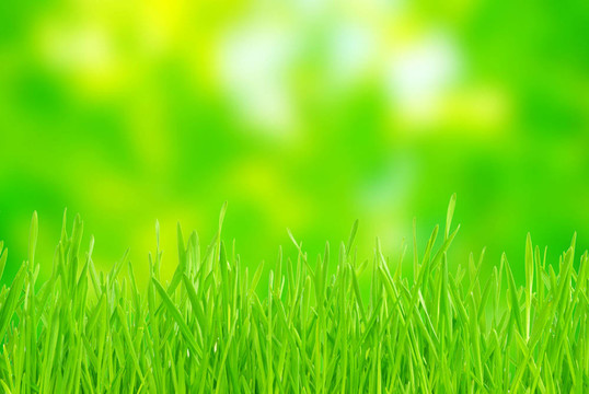 綠色的草
