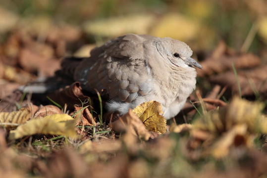 灰斑鳩又名斑鳩（斑鳩decaocto）