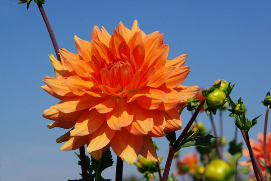 Dahlia 65
