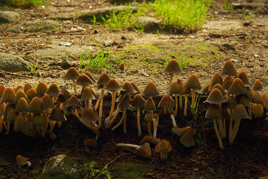 Kuehneromyces mutabilis 07