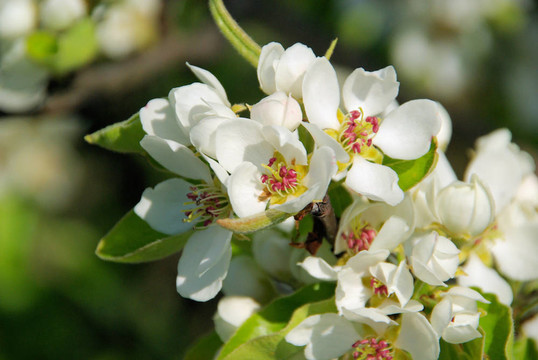 梨樹開(kāi)花45