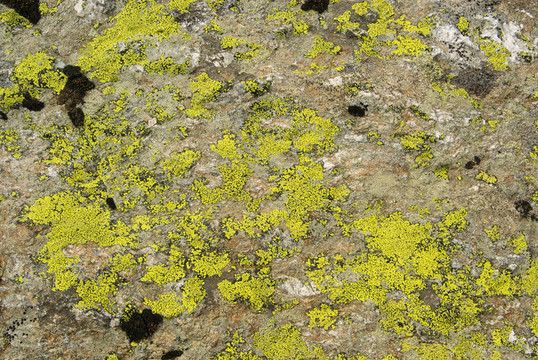 lichen 02