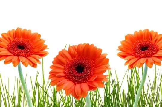 草花和分隔開(kāi)的