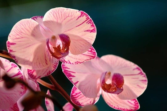 白蘭花