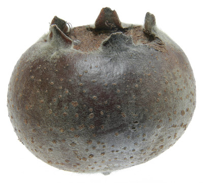 枸杞子