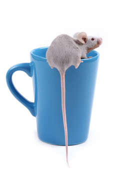 小老鼠