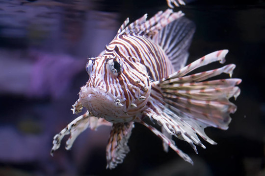 獅子魚