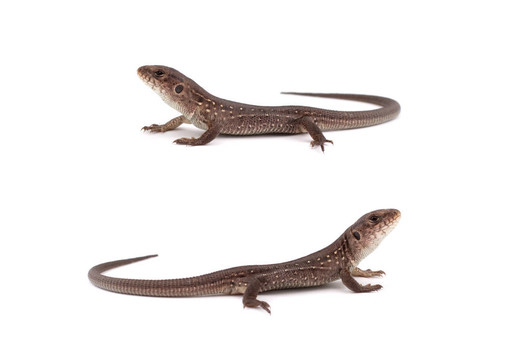 llizards