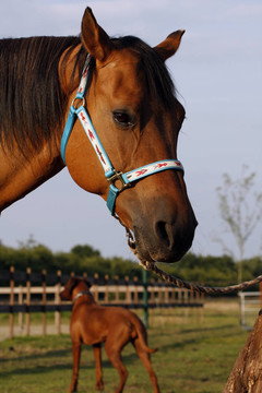 Quarterhorse