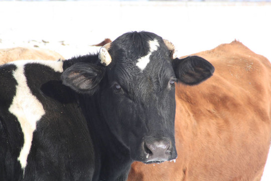 奶牛；Holstein