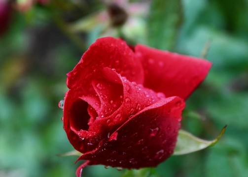 玫瑰花蕾